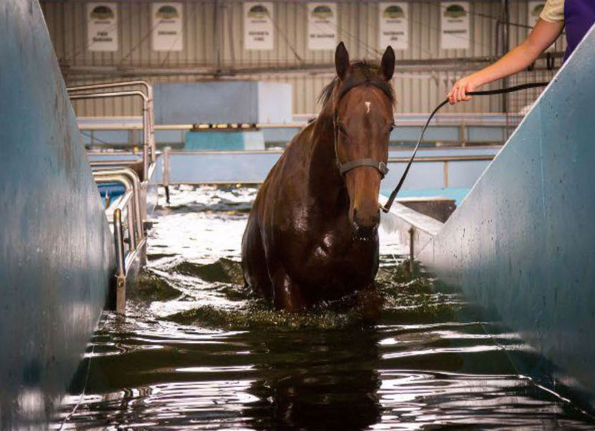 Fulman Park Horse Training Pool - Pool & Spa